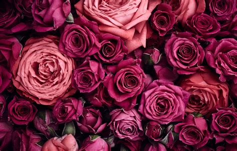 Elegant Pink Roses Background