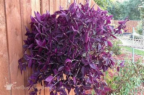 Check spelling or type a new query. Wandering Jew Plant Care Guide (How To Grow & Care For ...