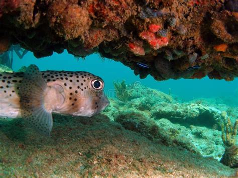 Puffer Fish Under Coral Stock Image Image Of Reef Ocean 18452745
