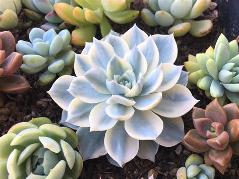 Echeveria Subsessilis Variegated Is Looking Perfect Succulents
