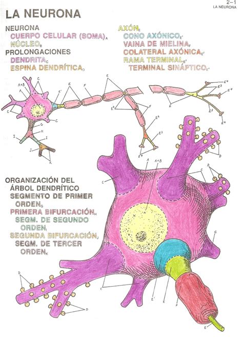 Aulapsicologia Esquema Neurona
