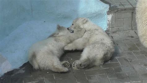 The Lazy Afternoon Of Gerda The Polar Bear And Her Twin Cubs 4 At