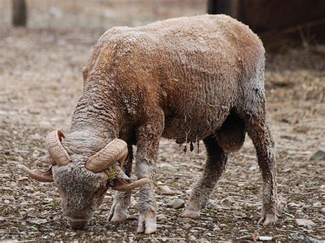 Learn about goat and sheep breeds with free interactive flashcards. Rambouillet - RAM - EWES - LAMB