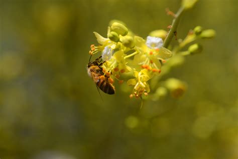 A Honeybee Clings On In Search Of Plentiful Pollen From A Blooming Palo