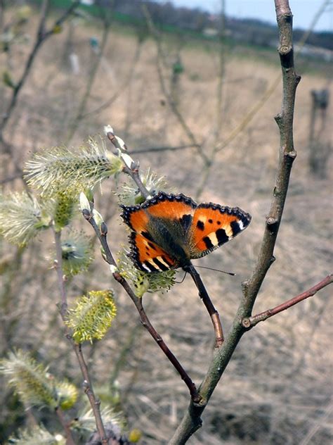 Kostenloses Foto Schmetterling Frühling Natur Kostenloses Bild Auf
