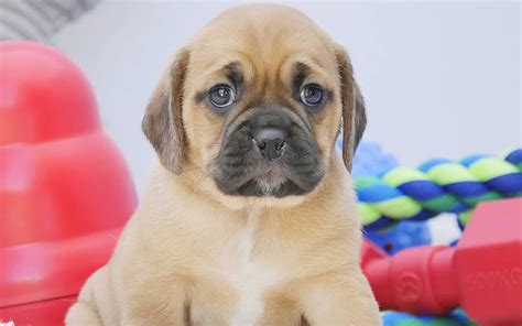 Cutest Baby Puggle Puppies