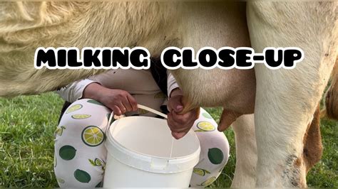 Relaxation Milking A Cow In Nature Close Up Asmr Youtube