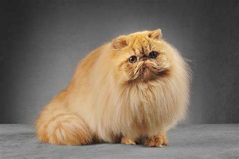 Persian Cat Breed Description The Dignified Aristocrat Love My Catz