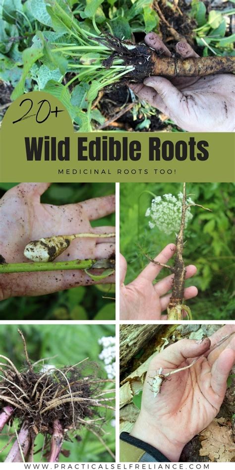 20 Wild Edible Roots Tubers And Bulbs In 2022 Wild Food Foraging