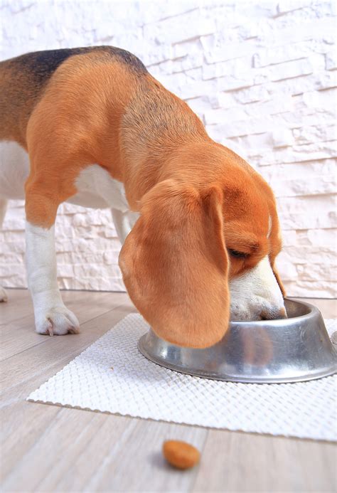This is one of those treats. Diabetic Dog Food - What's the Best Choice for Your Pet?