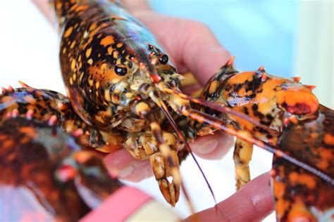 Extremely Rare Two Tone Lobster Caught Off New England Coast Wsvn