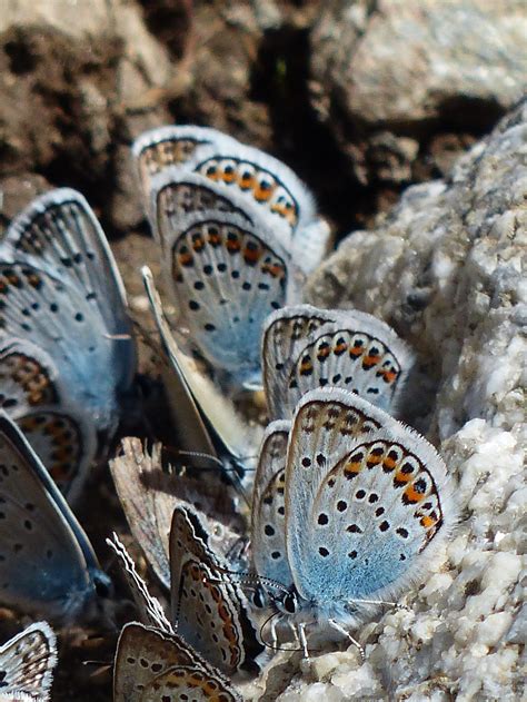 The Endangered And Protected Rare Palos Verdes Butterfly Flies Wild