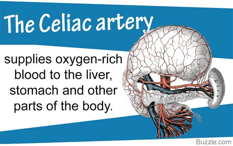 Functions Of The Celiac Artery Explained With A Labeled Diagram