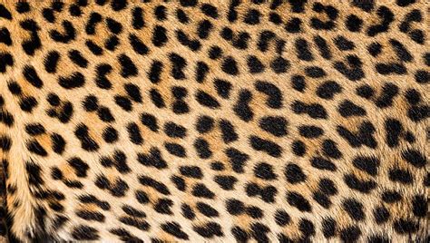 What Is The Difference Between Cheetah And Leopard Print Home Design