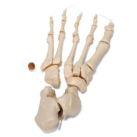 Human Skeleton Hand And Feet Articulated