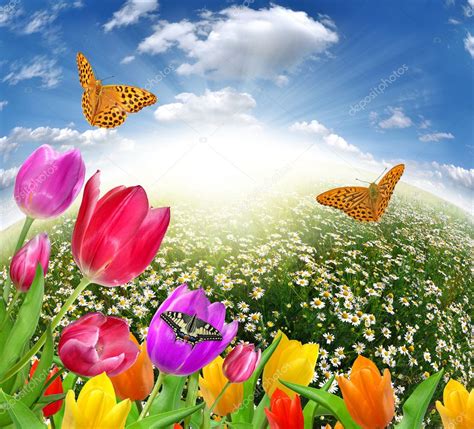 Field Of Daisies With Butterflies — Stock Photo © Vencav 8086542