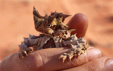 The Australian Thorny Devils Bury Themselves In Sand To Get Water