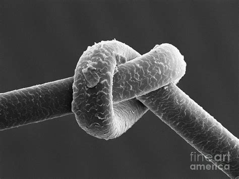 knot in human hair sem photograph