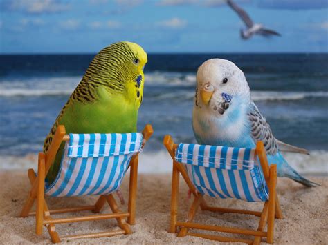 Bondi Beach Budgies Parakeet Pinterest Budgies Cute Birds And