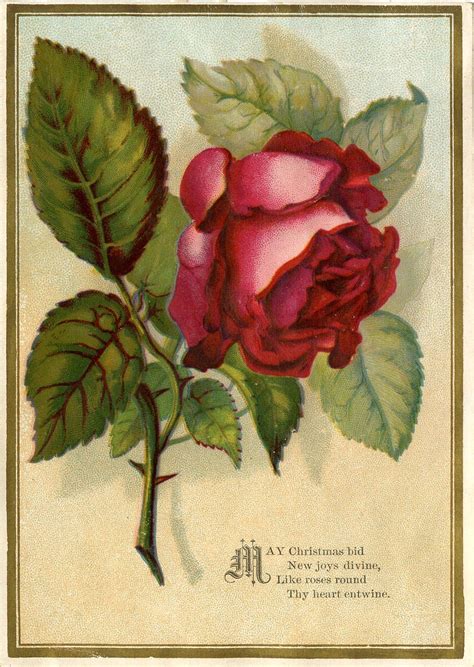 Victorian Roses Painting Victorian Images Beautiful Red Rose The