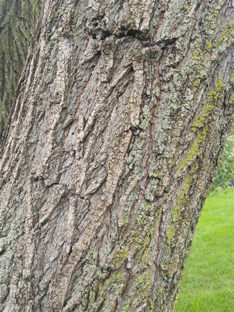 Elm Tree Bark Identification Shirly Trice