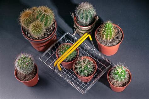 Cacti Collection On Dark Background Low Key Lighting Stock Image
