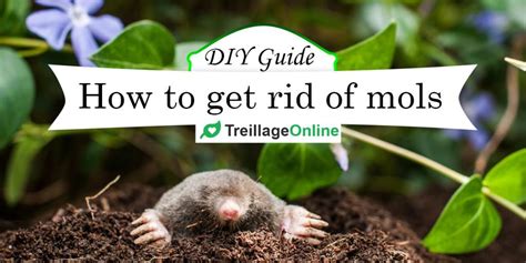Diy Mole Removal Home Remedies To Get Rid Of Moles