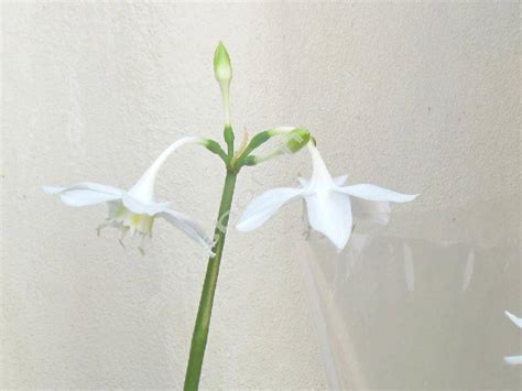 The amazon lily eucharis thrives under humid conditions in south america, it is best to grow it as a potted plant in a location where several other. Eucharis grandiflora Planch. (Eucharis amazonica) - ATLAS ...