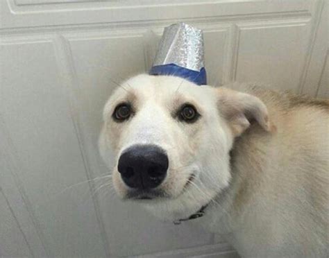 Dog Hat Meme