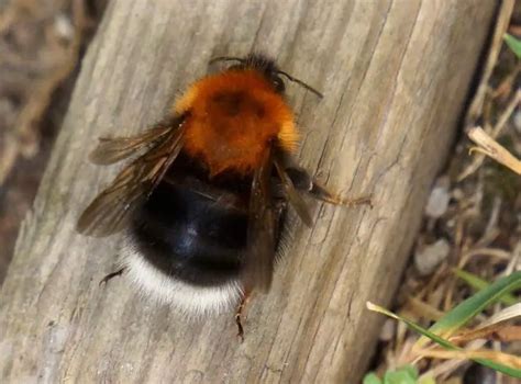 √ Where Do Bumble Bees Nest What S The Difference Between Carpenter
