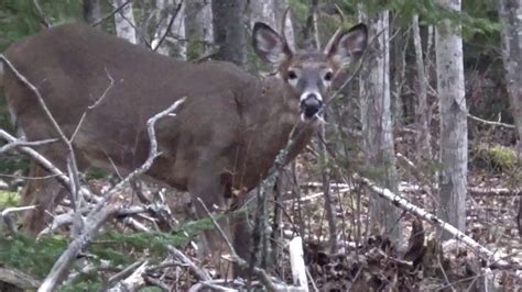 2018 Nova Scotia General Deer Hunt Youtube