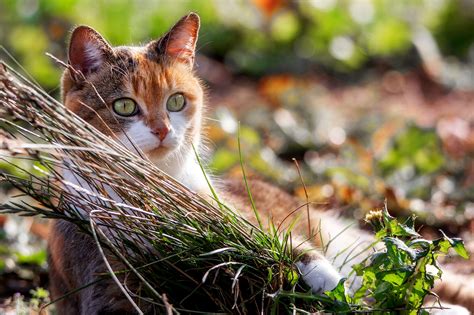 cat, Nature, Animals Wallpapers HD / Desktop and Mobile Backgrounds