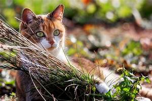 Cat, Nature, Animals, Wallpapers, Hd, Desktop, And, Mobile