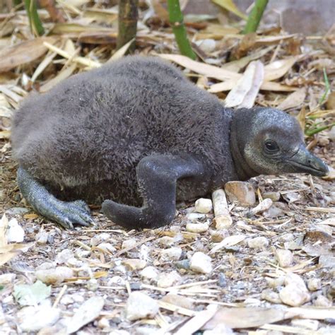 Three Black Footed Penguins Zoo Des Sables Dolonne