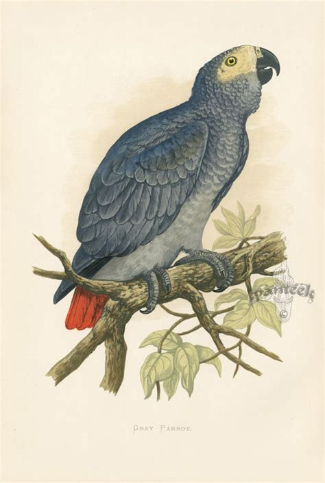 Grey Parrot Near Threatened South America Gp26 Bird Prints Bird