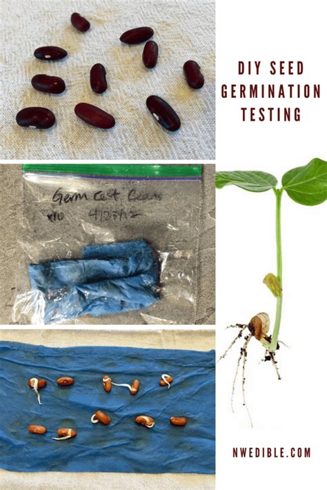 How And Why To Do A Seed Germination Test Northwest Edible Life