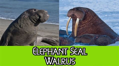 Elephant Seal And Walrus The Differences Youtube