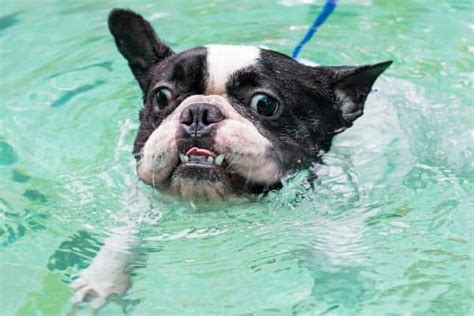 This dog can swim — our previous bulldogs would get in the water and basically sink. Can French Bulldogs Swim? Is It Cool Idea? | Anything ...