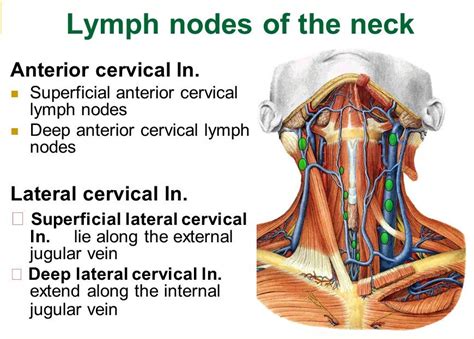 Pain Near Lymph Node In Neck