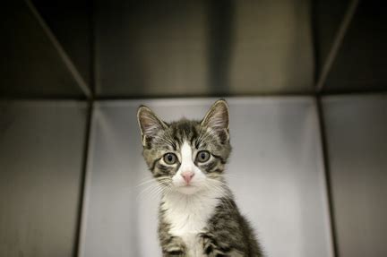 To promote the humane care and protection of all animals and to prevent cruelty and suffering. Humane Society seeks homes for kittens during kitten ...