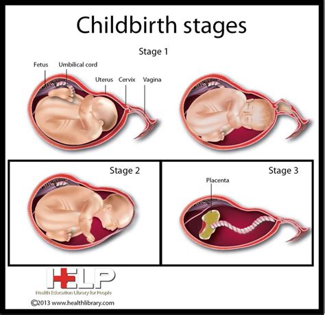 Childbirth Stages Pregnancy And Childbirth Pinterest