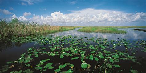 Why You Should Care About Everglades Restoration Huffpost