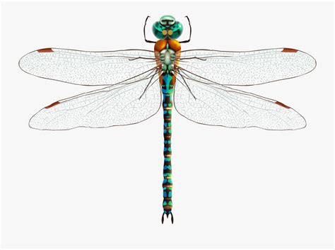 Dragonfly Png Clip Art Dragonfly Design Free
