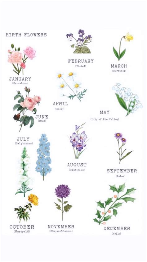 July Birth Flower Drawing Phoebe Almond