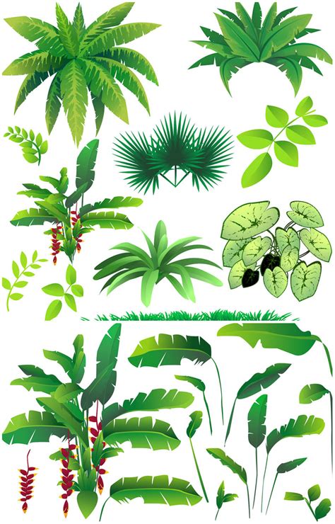 Tropical Rainforest Plants Drawing Clip Art Library