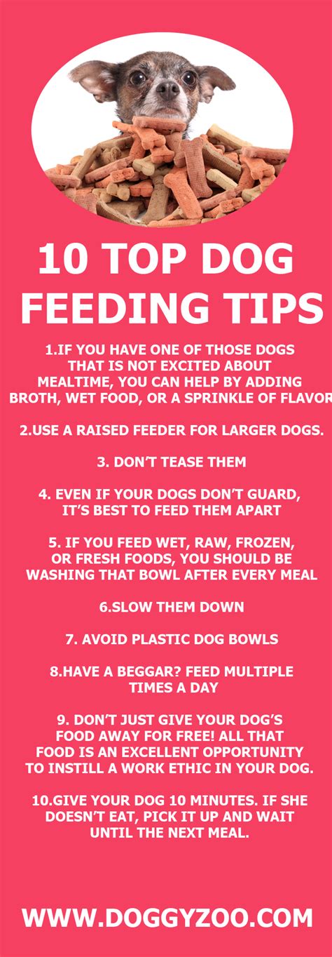 10 Top Dog Feeding Tips