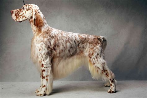 Westminsters Best Of Breed Westminster Dog Show English Setter Dogs