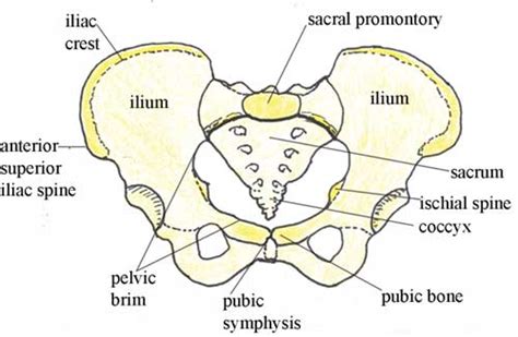 Historical artwork of the internal anatomy of a female abdomen, shown by a vertical slice seen from the side. Female Pelvic Bones ~ Emi's Stethoscope