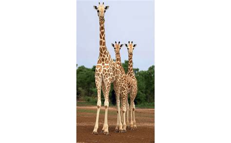 West African Giraffes Make Strides Science Illustrated