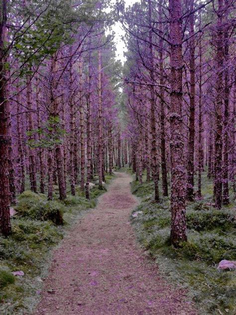 Purple Forest Scotland Europe Pinterest Scotland And Purple